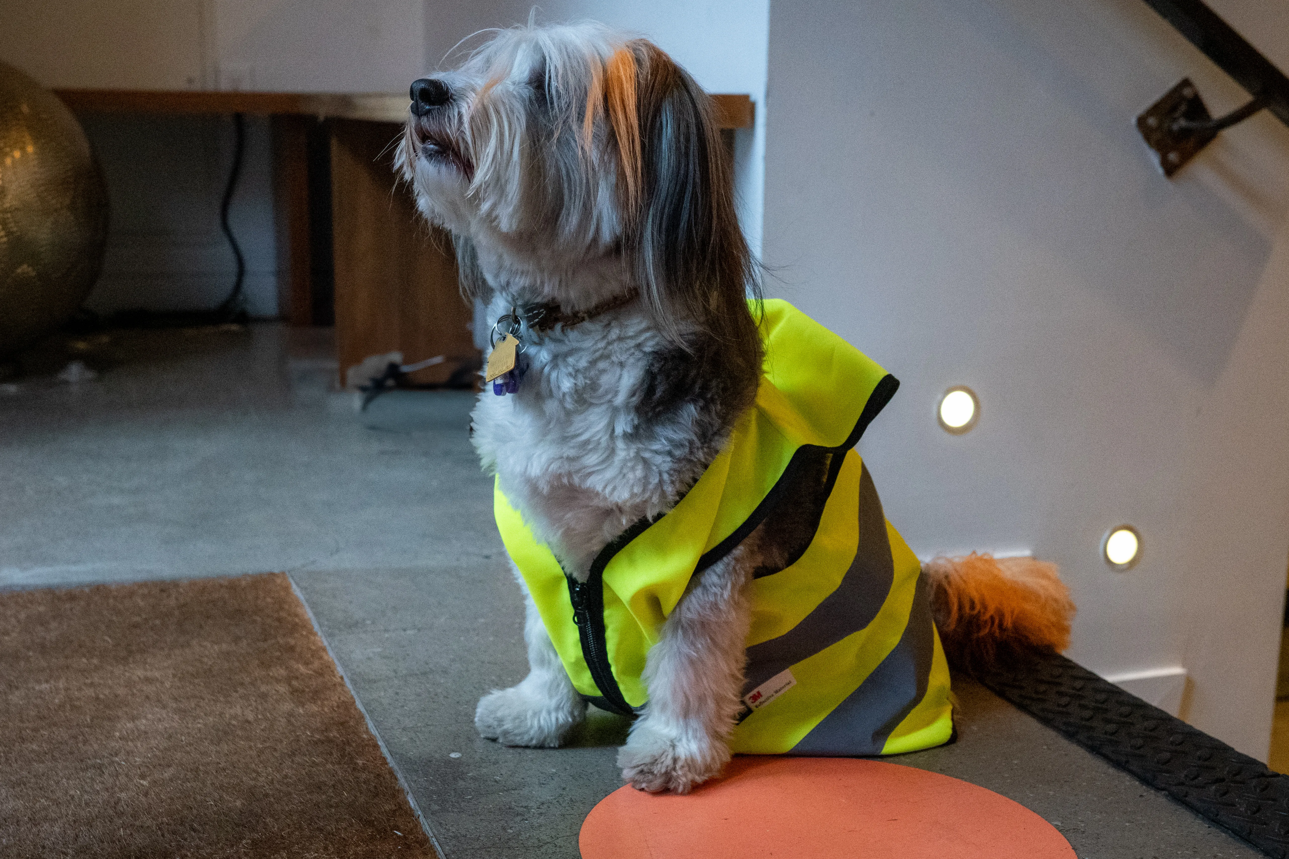 Iris the dog in a safety vest, supervising the upgrade